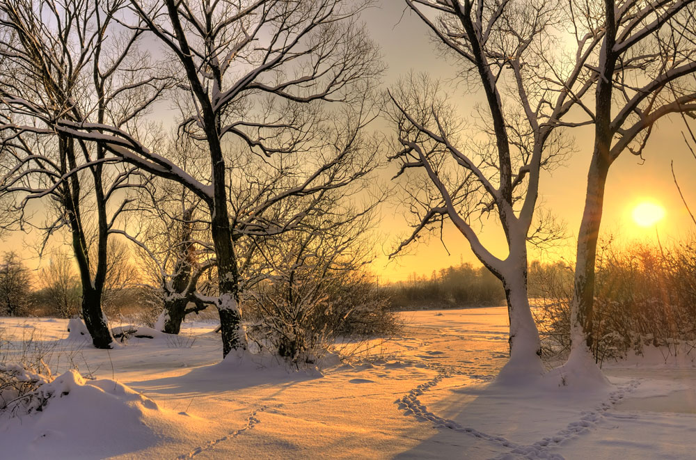 winter-trees