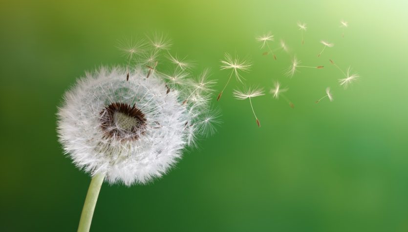 shutterstock_137674295