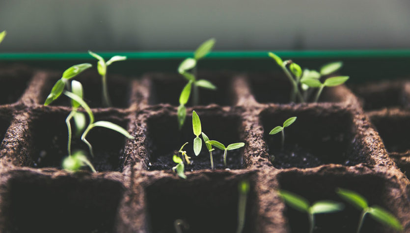 seedlings plants growth websize