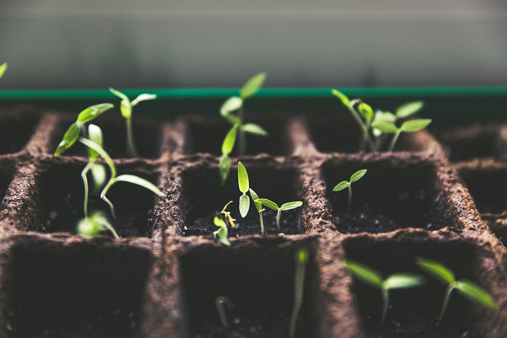 seedlings plants growth websize
