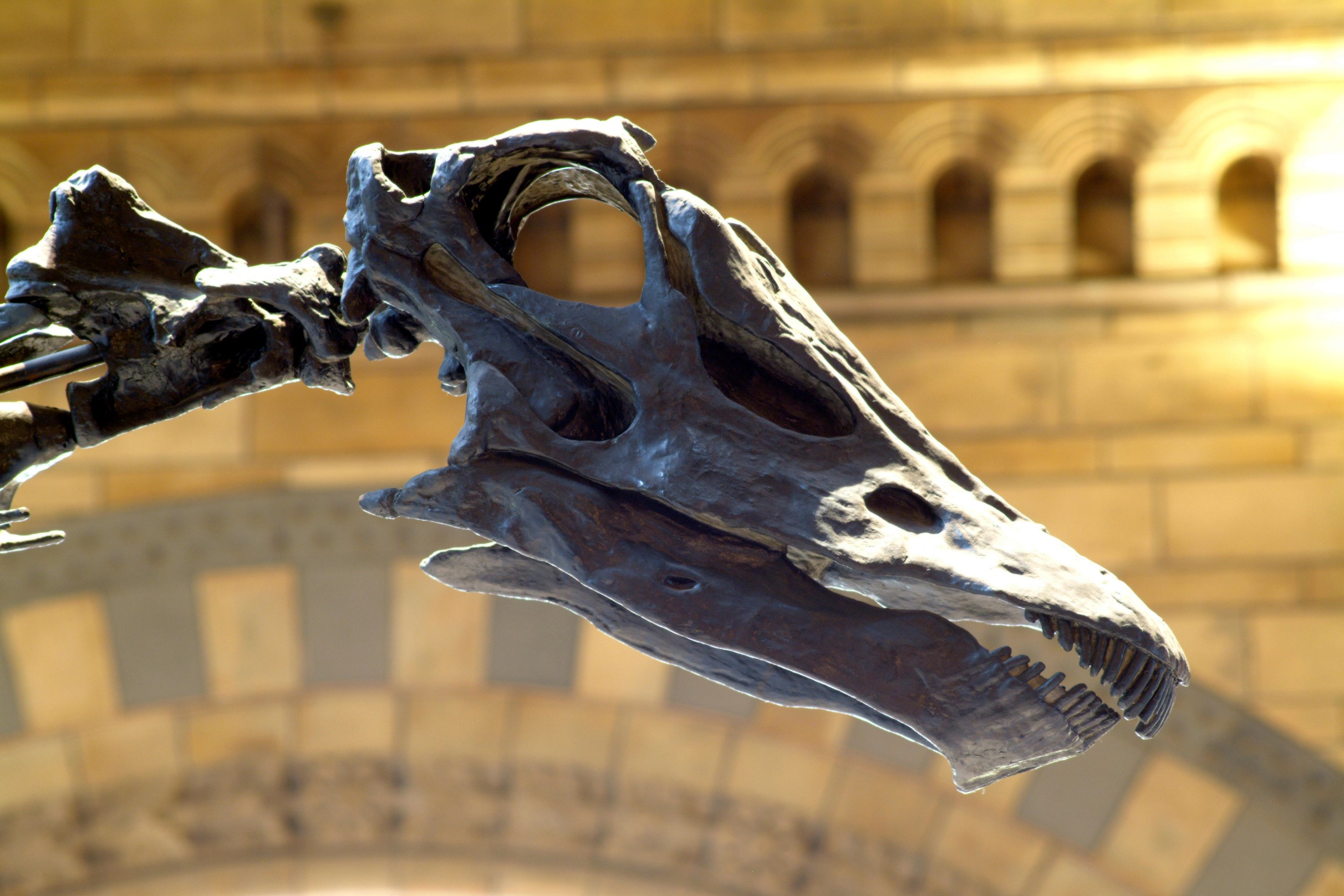 Dippy at the Natural History Museum © Trustees of the Natural History Museum
