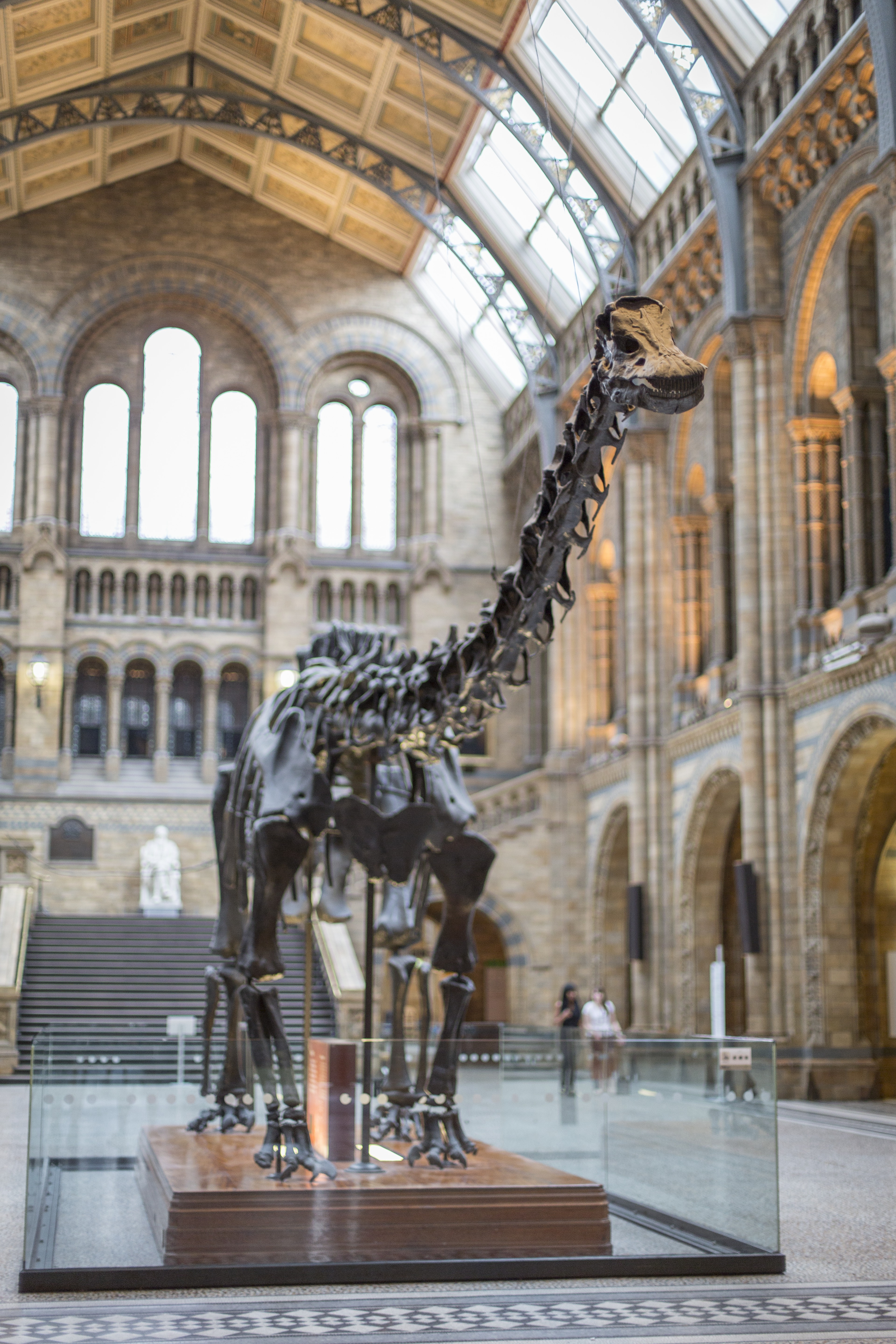 Dippy 2