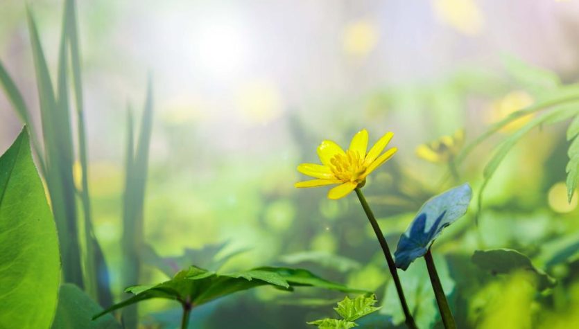 Sun and Yellow