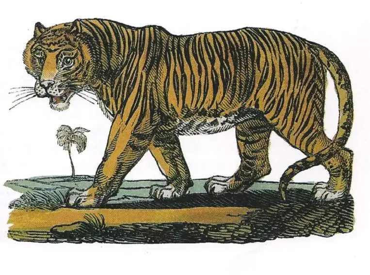 Sumatran Tiger