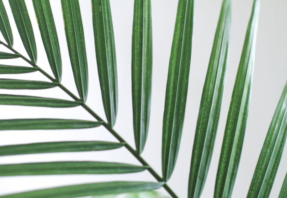 palm