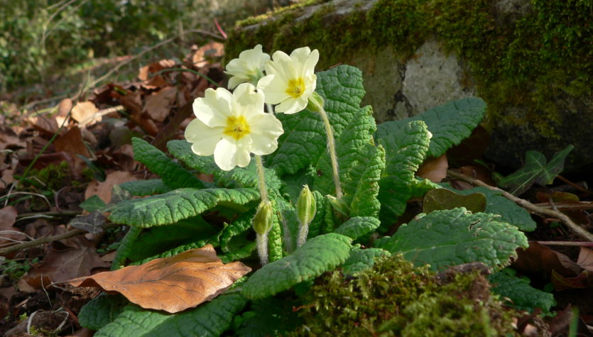 Primrose, Rosary Cemetary, David North