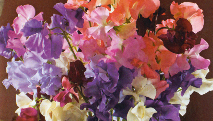 Sweet Peas
