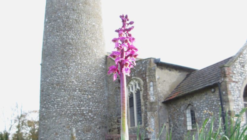Item 8 Orchid in Thwaite churchyard, david North