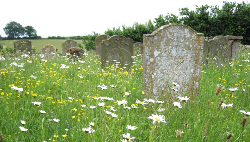 Item 8 Ox-eye daises in a churchyard, June 2014, David North