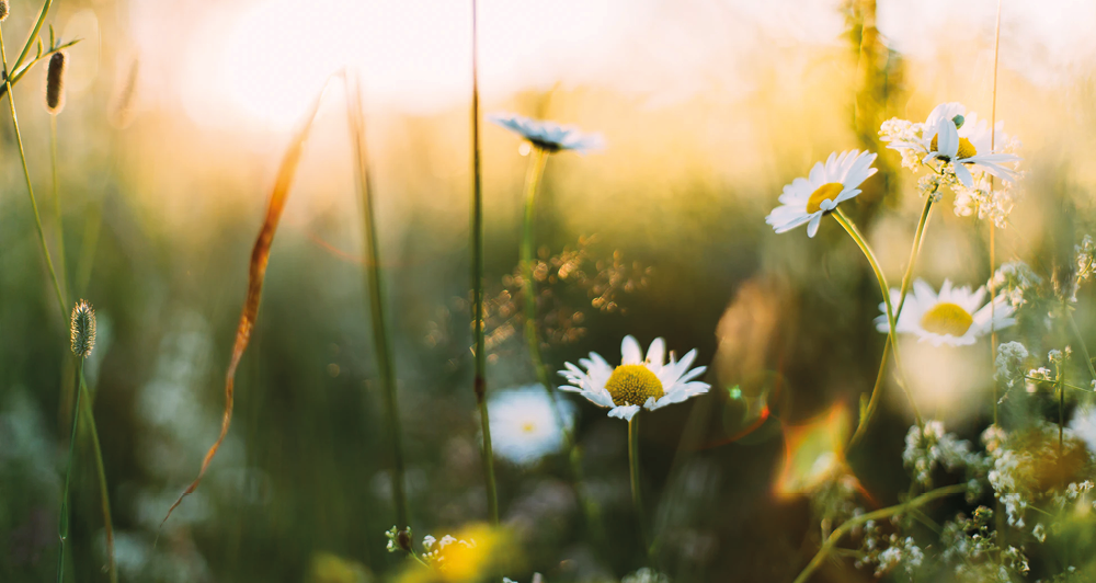 Prayers for spring