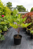 Plant sales example plant