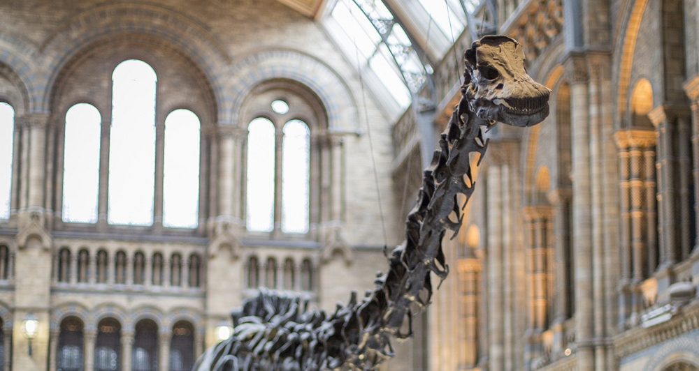 Dippy