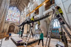 Building Dippy the dinosaur at Norwich Cathedral. Photograph: Norwich Cathedral/Bill Smith