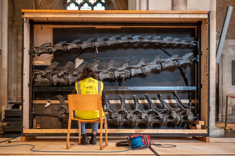 Building Dippy the dinosaur at Norwich Cathedral. Noemi Moran. Photograph: Norwich Cathedral/Bill Smith