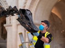 Dippy the dinosaur press launch at Norwich Cathedral. Andy Wahl attached the skull. Photograph: Norwich Cathedral/Bill Smith