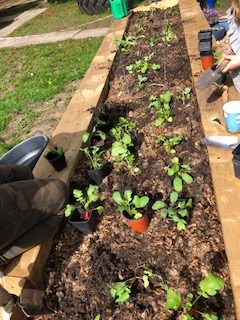 Mundford Pri Garden raised beds