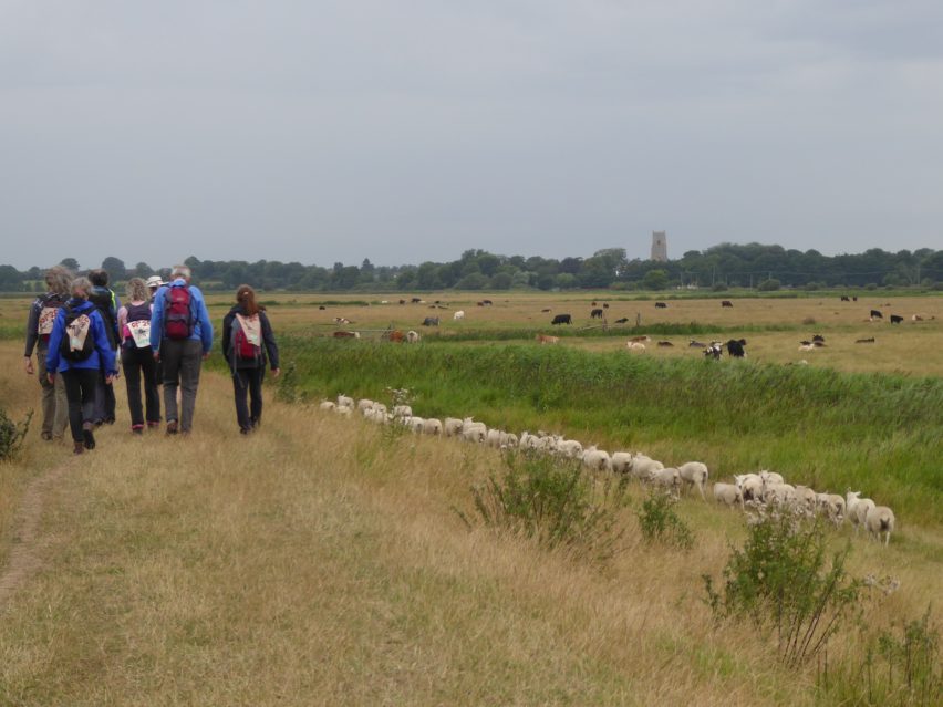 The pilgrims were even joined by some sheep!