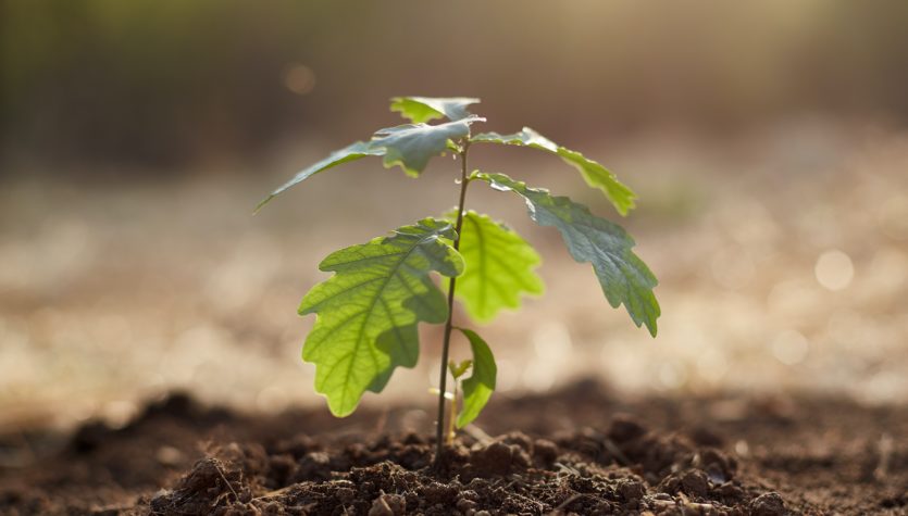 Planting