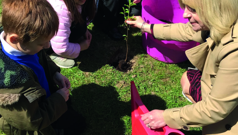 tree plant 2