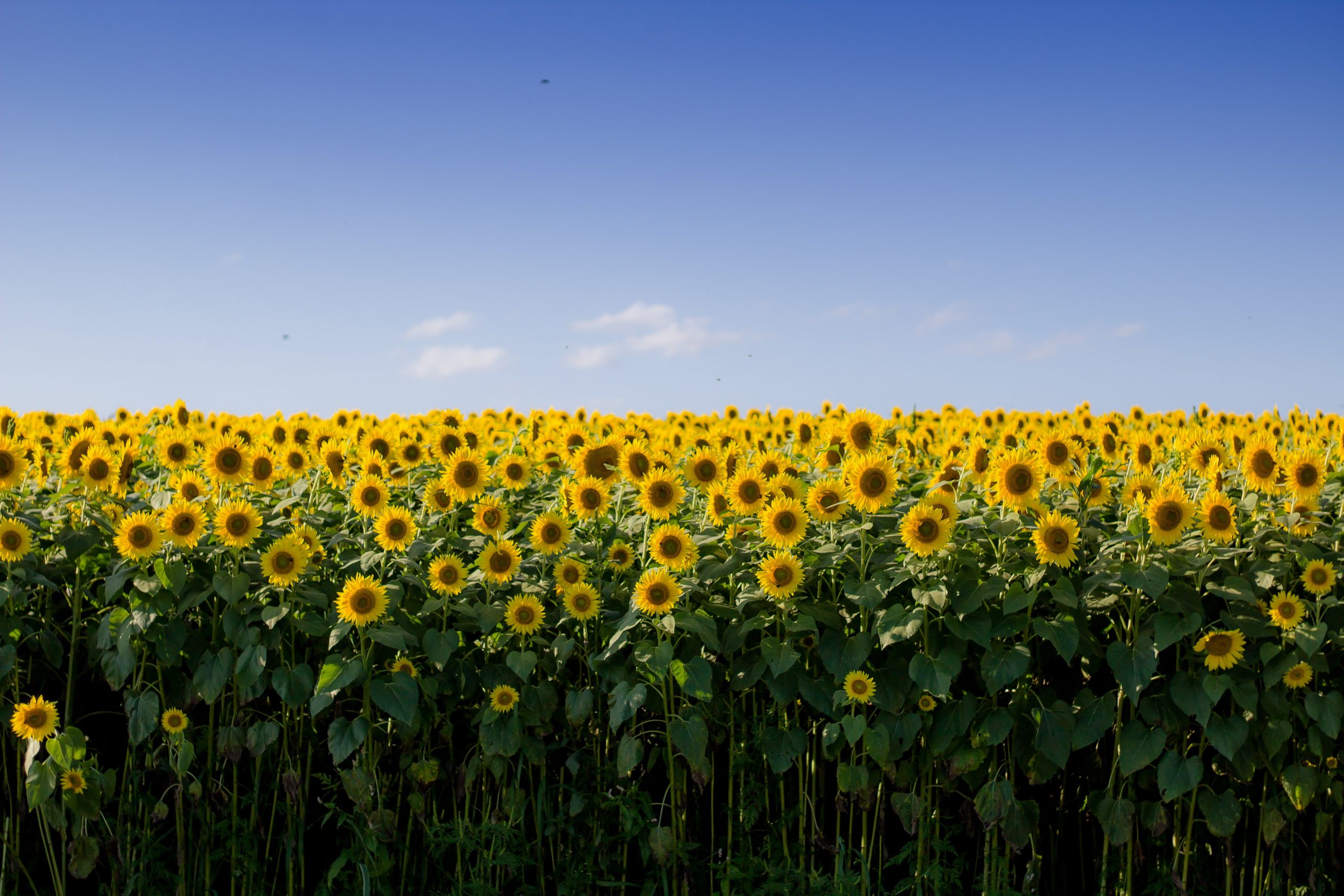 Sunflowers - Bonnie Kittle - unsplash