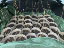 Hazel saplings for Greshams' confirmands