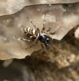 Zebra spider spotted at Brisley