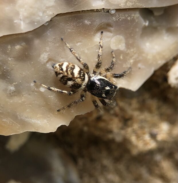 Zebra spider spotted at Brisley