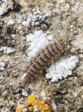 Millipede on lichen at Brisely