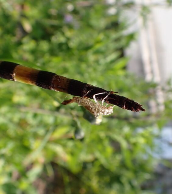 Damselfly nymph case at Reepham