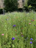 Coronation wildflower meadow
