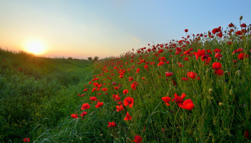 Pg 15 - we shall remember