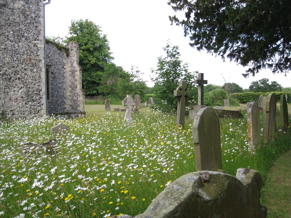 Wild flowers growing in Wroxham churchyard.